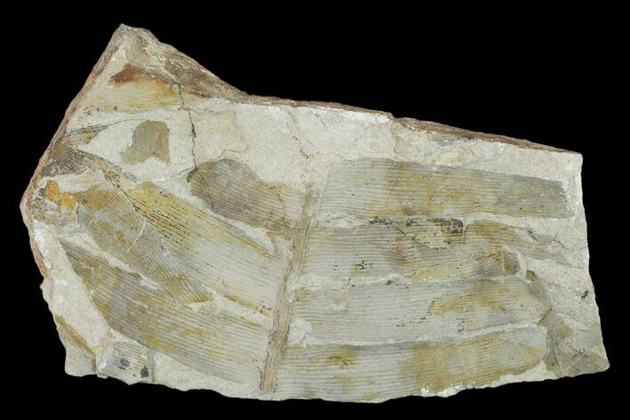 Fossil Cycad (Pterozamites) Flora Plate - Rajmahal Hills, India #133632